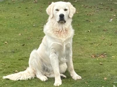 IKC Registered Golden Retriever available for Stud