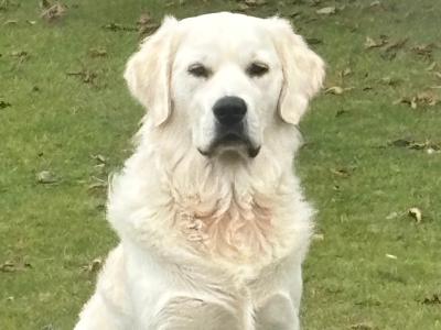 IKC Registered Golden Retriever available for Stud
