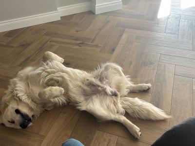 IKC Registered Golden Retriever available for Stud