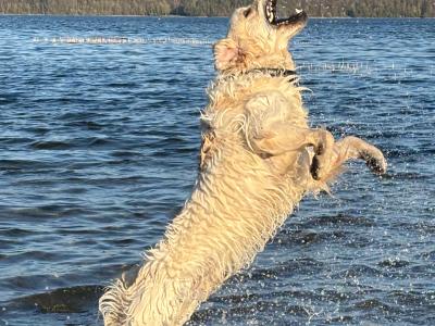IKC Registered Golden Retriever available for Stud