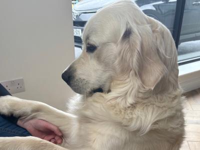 IKC Registered Golden Retriever available for Stud