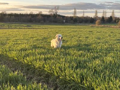IKC Registered Golden Retriever available for Stud
