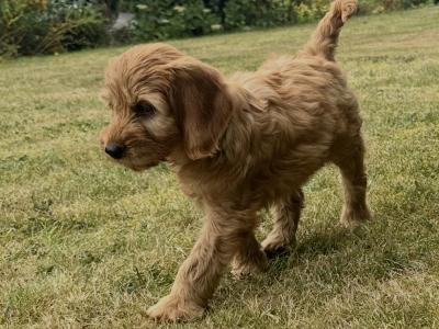 Classy Cockapoo puppies in Cork