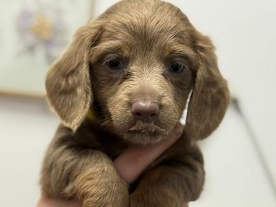 Rare Dachshund puppies in Dublin