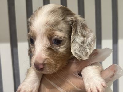 Rare Dachshund puppies in Dublin