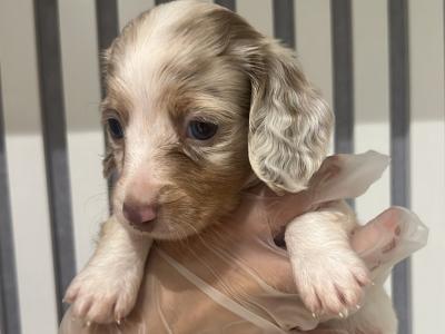 Rare Dachshund puppies in Dublin