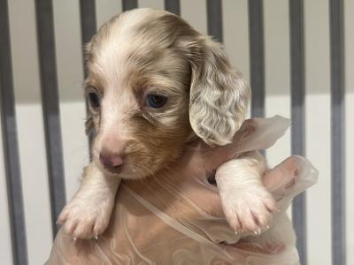 Rare Dachshund puppies in Dublin
