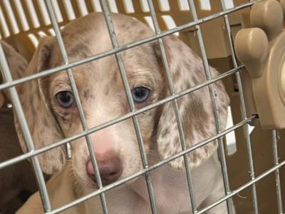 Rare Dachshund puppies in Dublin