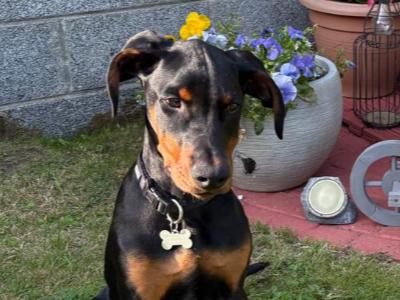 Male Dobermann Pinscher puppy 4 months old for sale in Waterford - €650