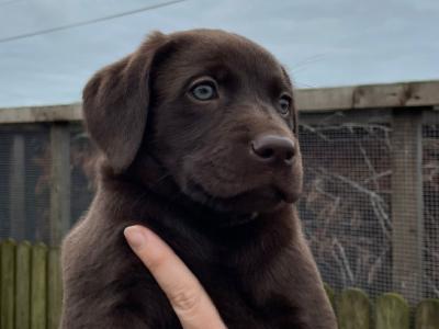 IKC Registered Labrador puppies in Wexford