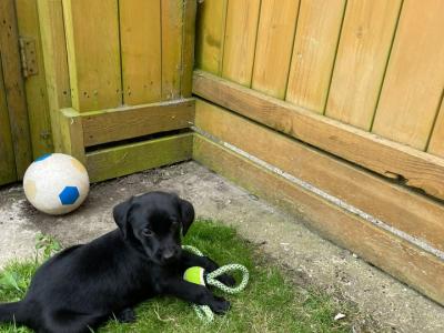 IKC Registered Labrador puppies in Wexford
