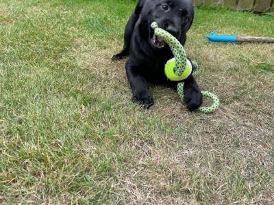 IKC Registered Labrador puppies in Wexford