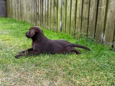 IKC Registered Labrador puppies in Wexford