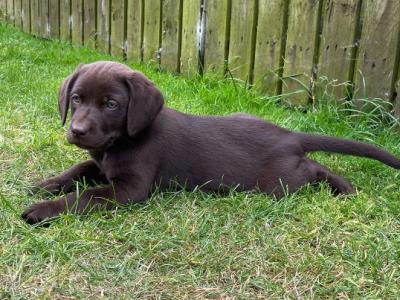 IKC Registered Labrador puppies in Wexford