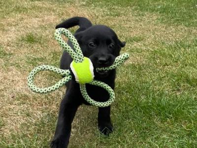 IKC Registered Labrador puppies in Wexford