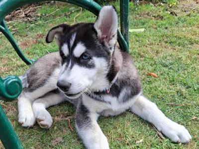 11 Week old male Husky puppy for sale in Wexford