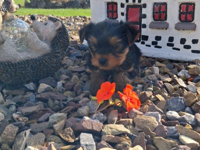 Miniature Yorkshire Terrier puppies in Limerick