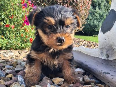 Miniature Yorkshire Terrier puppies in Limerick