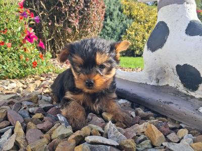 Miniature Yorkshire Terrier puppies in Limerick
