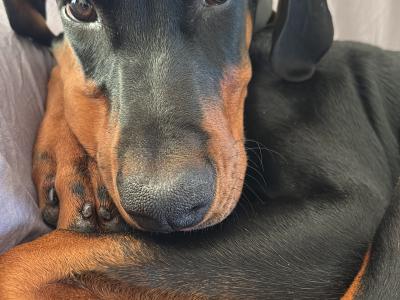 Male Dobermann Pinscher puppy 4 months old for sale in Waterford - €650