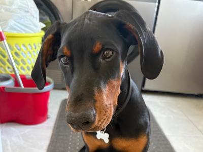 Male Dobermann Pinscher puppy 4 months old for sale in Waterford - €650