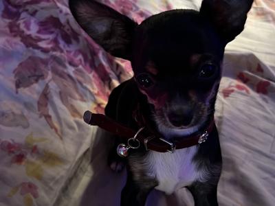3 stunning Chihuahua puppies in Donegal