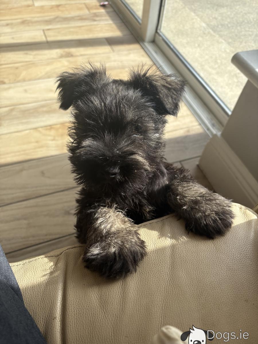 Schnauzer Breeds Crufts 2019 Miniature Schnauzer Miniature