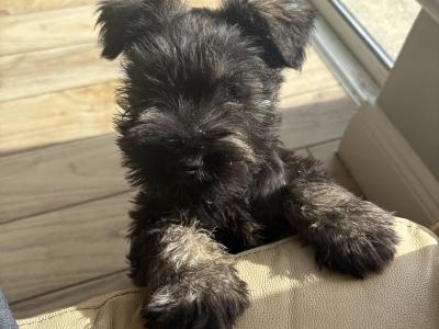 Beautiful miniature Schnauzer puppies in Kilkenny