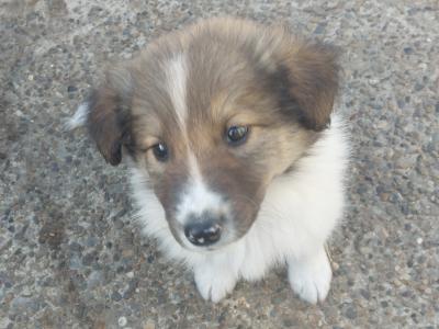 IKC Registered Rough Collie puppies in Wexford
