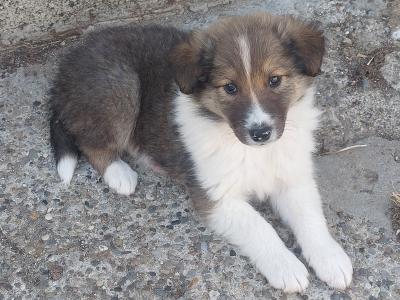 IKC Registered Rough Collie puppies in Wexford