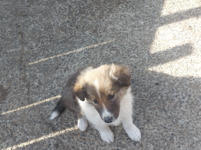 IKC Registered Rough Collie puppies in Wexford