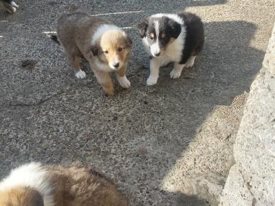 IKC Registered Rough Collie puppies in Wexford