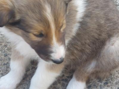 IKC Registered Rough Collie puppies in Wexford