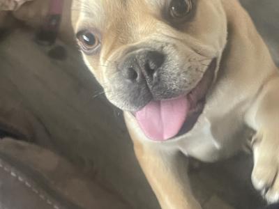 Male French Bulldog puppy in Wexford