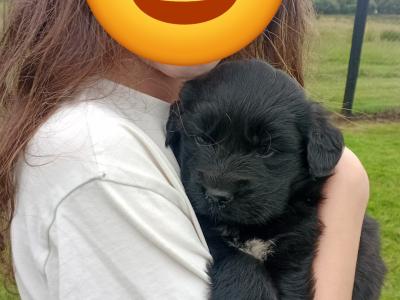 Retriever/rough collie puppies