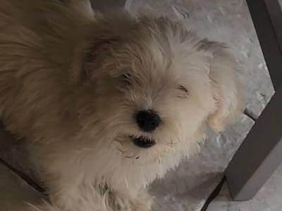 Cavachon puppies in Galway
