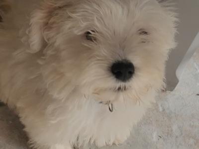 Cavachon puppies in Galway