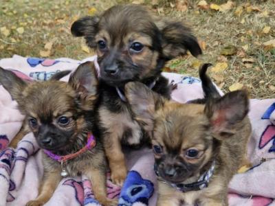 Purebred Chihuahua puppies in Wexford