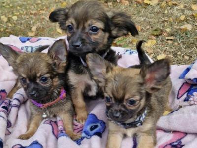Purebred Chihuahua puppies in Wexford