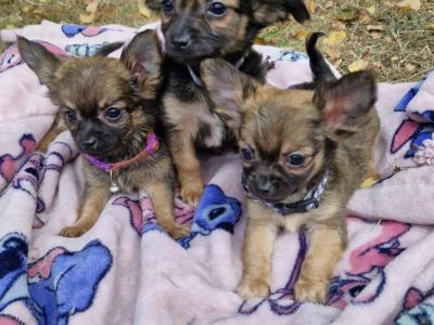Purebred Chihuahua puppies in Wexford