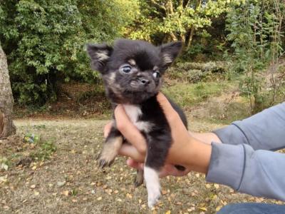 Purebred Chihuahua puppies in Wexford