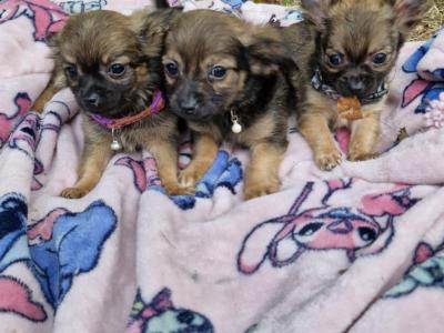 Purebred Chihuahua puppies in Wexford