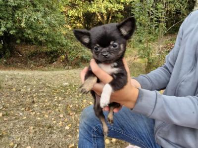 Purebred Chihuahua puppies in Wexford