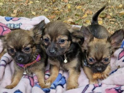 Purebred Chihuahua puppies in Wexford