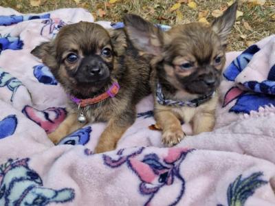Purebred Chihuahua puppies in Wexford