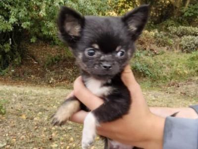 Purebred Chihuahua puppies in Wexford