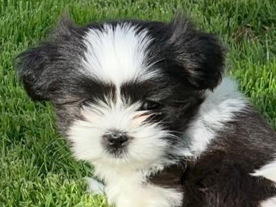 Adorable Shi Tzu X puppies in Kerry