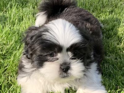 Adorable Shi Tzu X puppies in Kerry