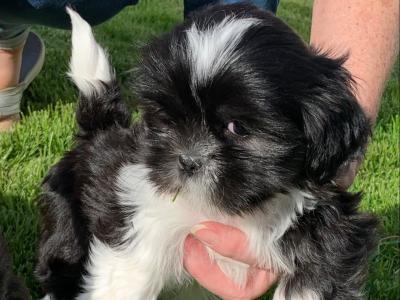Adorable Shi Tzu X puppies in Kerry