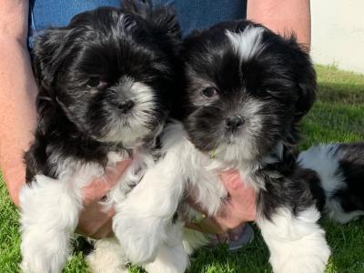 Adorable Shi Tzu X puppies in Kerry
